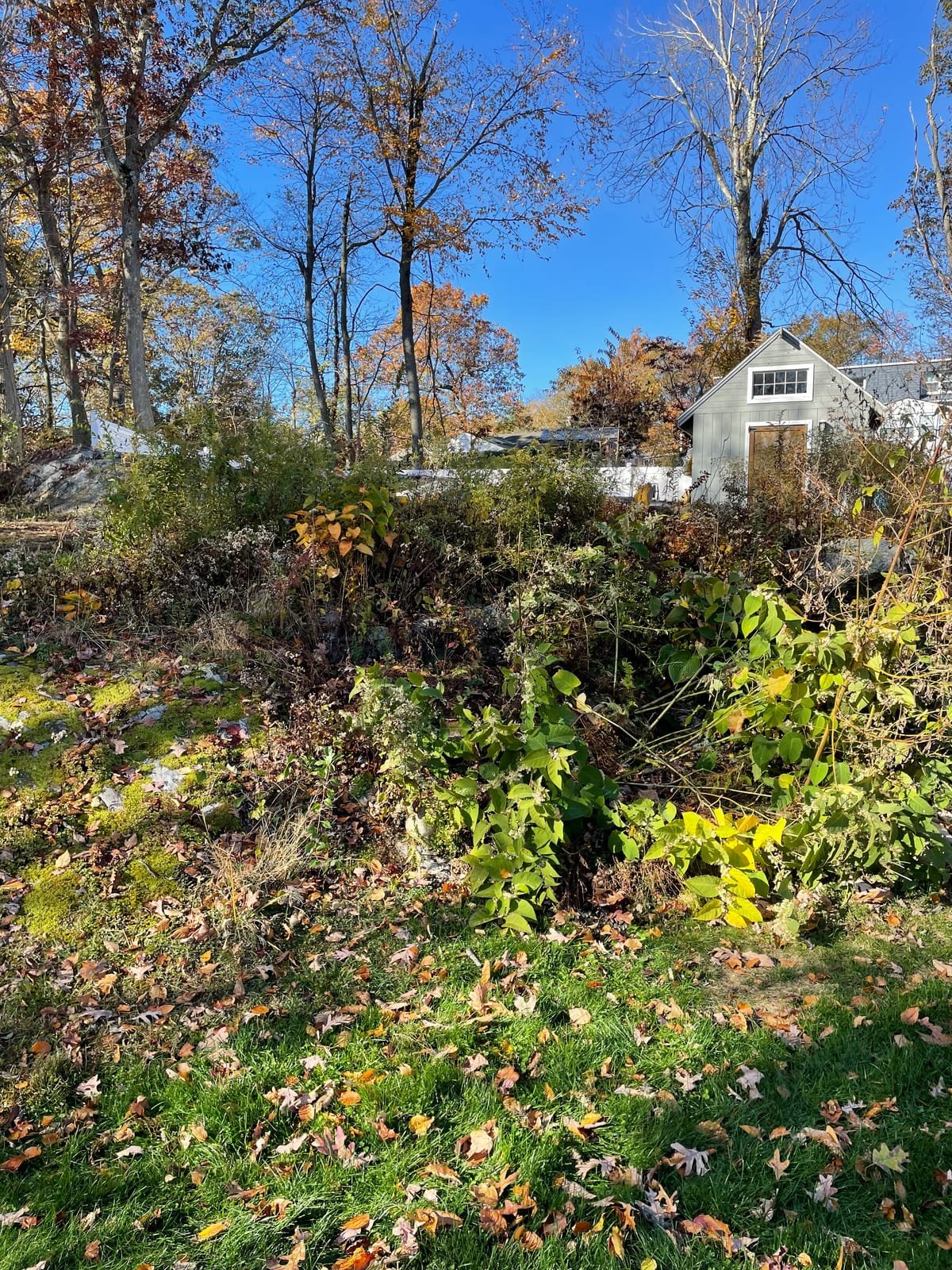 Overgrown garden bed with invasive weeds and fall leaves before clearing