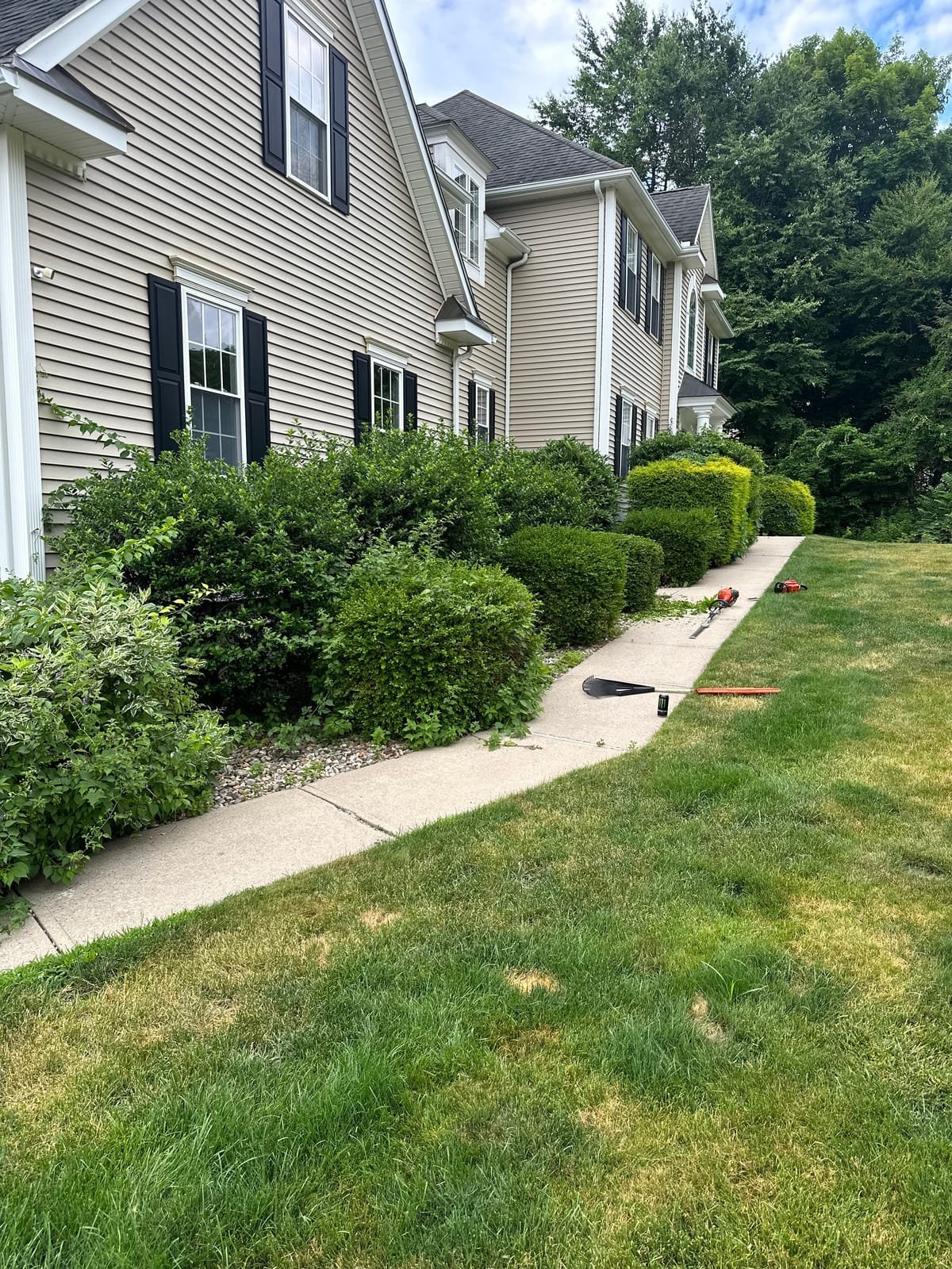 Overgrown hedges and shrubs along a walkway before trimming